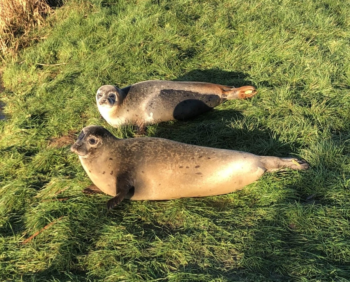 Two seals stranded in the River Nene for three years were rescued and returned to the sea after depleting local fish stocks by 95 percent, ending a complex wildlife operation in Cambridgeshire.