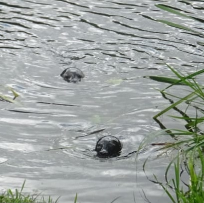 Two seals stranded in the River Nene for three years were rescued and returned to the sea after depleting local fish stocks by 95 percent, ending a complex wildlife operation in Cambridgeshire.