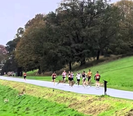 Runners at the Dublin Marathon had a wild surprise when a herd of deer sprinted across Phoenix Park mid race, creating a once in a lifetime moment caught on camera.