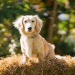 Archie, an 11-month-old miniature dachshund, has been crowned Clarks Village’s new Canine Executive Officer after winning a public vote, beating 300 dogs to the coveted role.