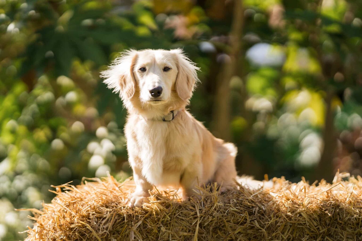 Archie, an 11-month-old miniature dachshund, has been crowned Clarks Village’s new Canine Executive Officer after winning a public vote, beating 300 dogs to the coveted role.