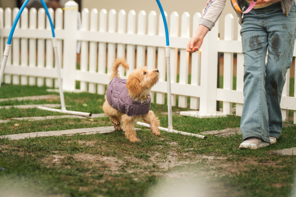 Archie, an 11-month-old miniature dachshund, has been crowned Clarks Village’s new Canine Executive Officer after winning a public vote, beating 300 dogs to the coveted role.