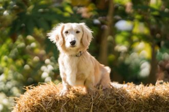 Archie, an 11-month-old miniature dachshund, has been crowned Clarks Village’s new Canine Executive Officer after winning a public vote, beating 300 dogs to the coveted role.