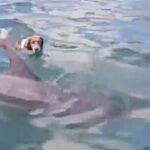 A dog named Triton stunned his owner by leaping from a boat to swim alongside a wild dolphin off the Devon coast with the pair gliding through the ocean together.