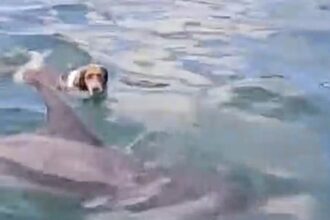 A dog named Triton stunned his owner by leaping from a boat to swim alongside a wild dolphin off the Devon coast with the pair gliding through the ocean together.