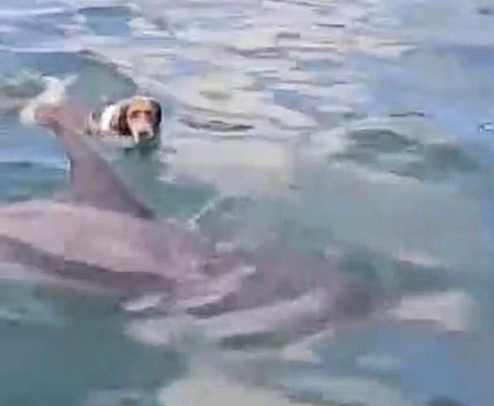 A dog named Triton stunned his owner by leaping from a boat to swim alongside a wild dolphin off the Devon coast with the pair gliding through the ocean together.