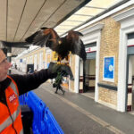 Hawks and falcons are being used to scare off pigeons at train stations in Norwich, Ipswich and Cambridge - a natural, non-harmful way to keep platforms clean and peaceful.