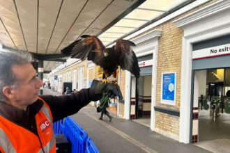 Hawks and falcons are being used to scare off pigeons at train stations in Norwich, Ipswich and Cambridge - a natural, non-harmful way to keep platforms clean and peaceful.