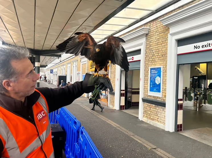 Hawks and falcons are being used to scare off pigeons at train stations in Norwich, Ipswich and Cambridge - a natural, non-harmful way to keep platforms clean and peaceful.