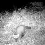 A rare Pine Marten has been filmed in Somerset’s Mendip Hills for the first time in 100 years sparking conservation hopes as experts say its return could aid red squirrels.