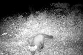 A rare Pine Marten has been filmed in Somerset’s Mendip Hills for the first time in 100 years sparking conservation hopes as experts say its return could aid red squirrels.