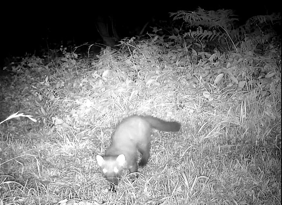 A rare Pine Marten has been filmed in Somerset’s Mendip Hills for the first time in 100 years sparking conservation hopes as experts say its return could aid red squirrels.