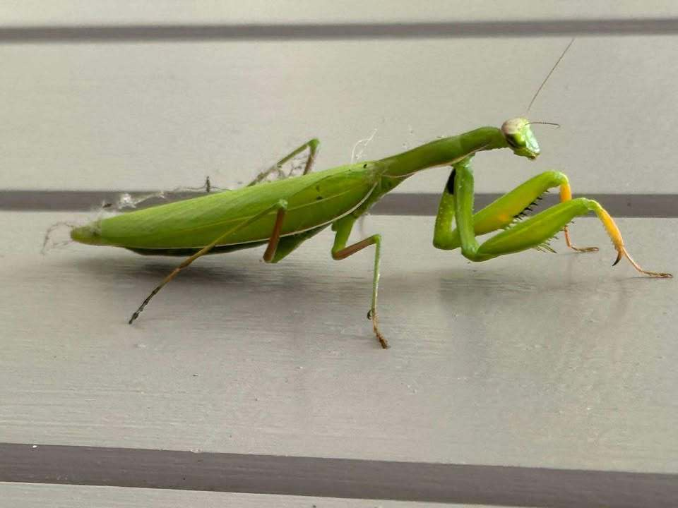 Rare prehistoric-looking wreckfish spotted off Cornwall coast for first time in 20 years - diver’s incredible encounter sparks climate change speculation among experts.