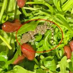 A shocked Lidl shopper found a live gecko inside a bag of rocket salad after the reptile survived a long refrigerated journey from Italy to Poland before discovery.