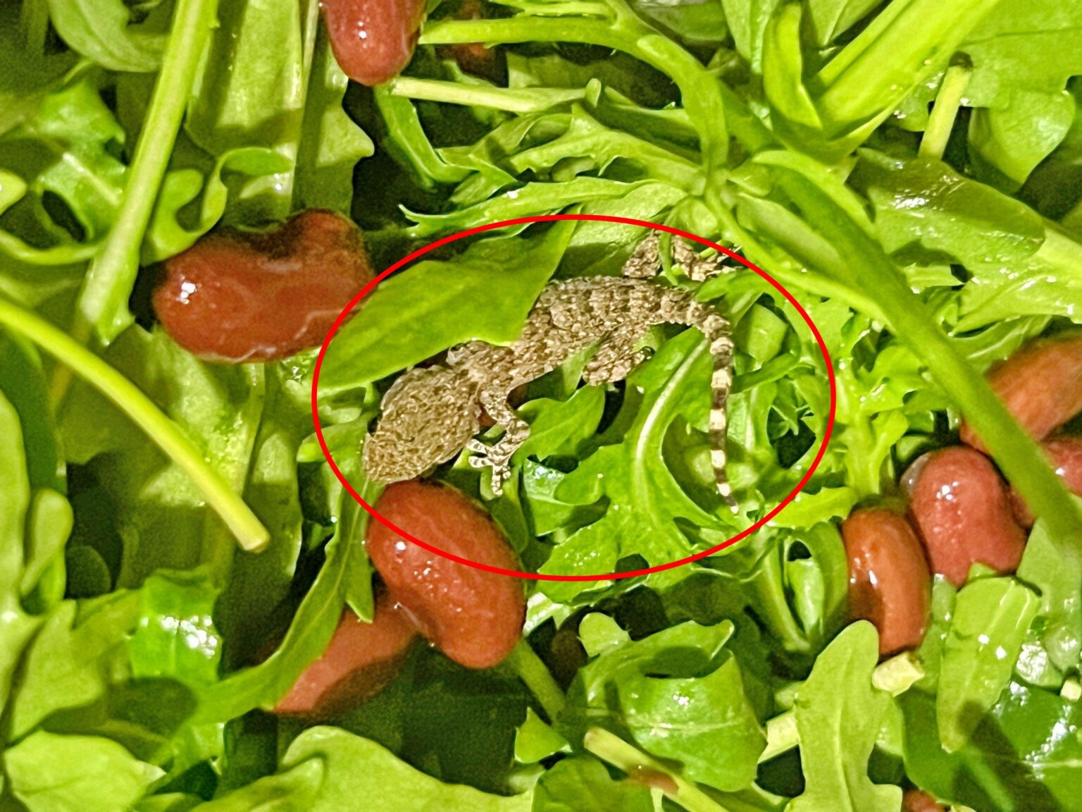 A shocked Lidl shopper found a live gecko inside a bag of rocket salad after the reptile survived a long refrigerated journey from Italy to Poland before discovery.