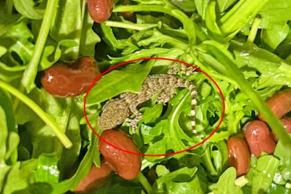 A shocked Lidl shopper found a live gecko inside a bag of rocket salad after the reptile survived a long refrigerated journey from Italy to Poland before discovery.