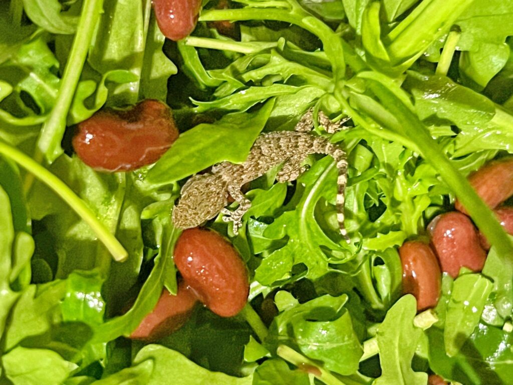 A shocked Lidl shopper found a live gecko inside a bag of rocket salad after the reptile survived a long refrigerated journey from Italy to Poland before discovery.