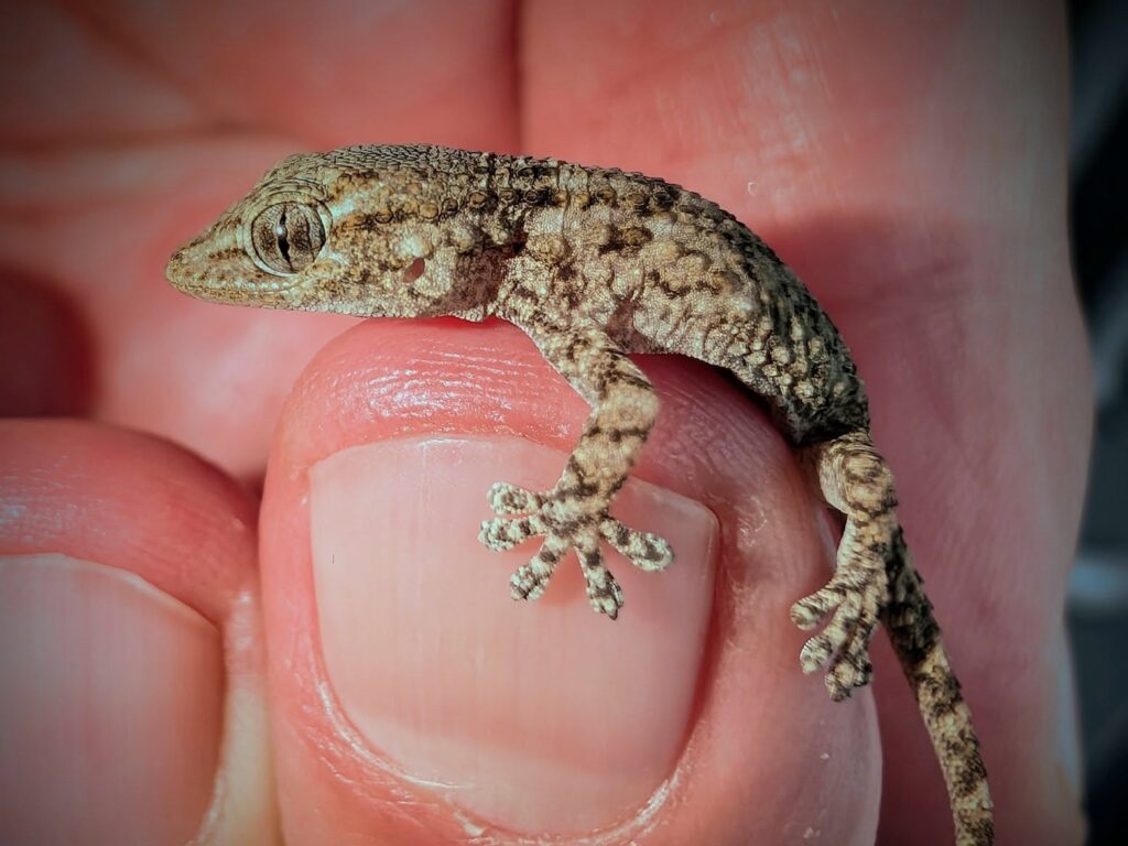 A shocked Lidl shopper found a live gecko inside a bag of rocket salad after the reptile survived a long refrigerated journey from Italy to Poland before discovery.