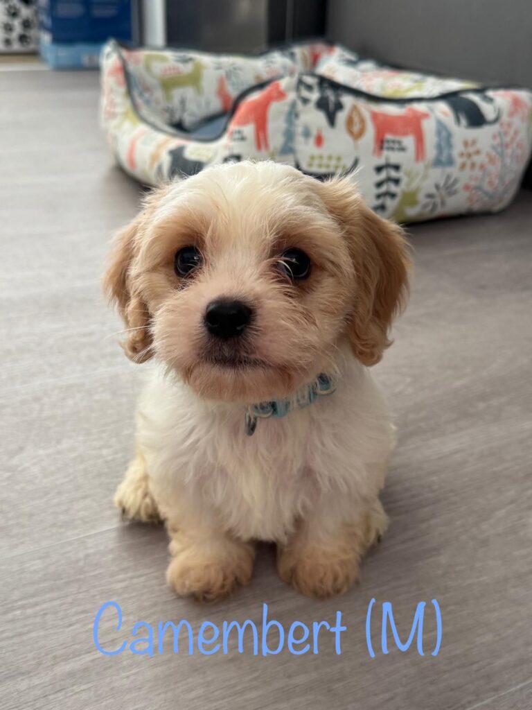 Six cheese named Spaniel Poodle puppies Stilton Halloumi Cheddar Camembert Mozzarella and Parmesan have found new homes after the RSPCA received over 1600 adoption applications.