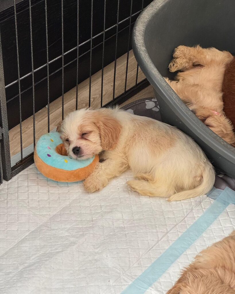 Six cheese named Spaniel Poodle puppies Stilton Halloumi Cheddar Camembert Mozzarella and Parmesan have found new homes after the RSPCA received over 1600 adoption applications.