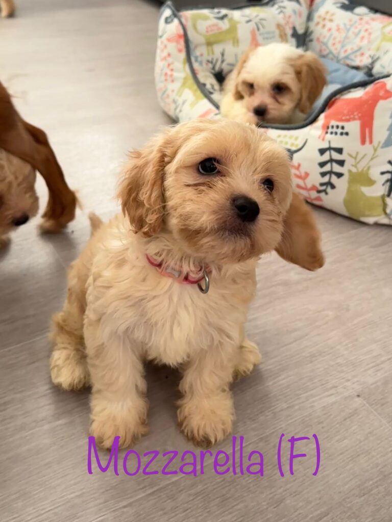 Six cheese named Spaniel Poodle puppies Stilton Halloumi Cheddar Camembert Mozzarella and Parmesan have found new homes after the RSPCA received over 1600 adoption applications.