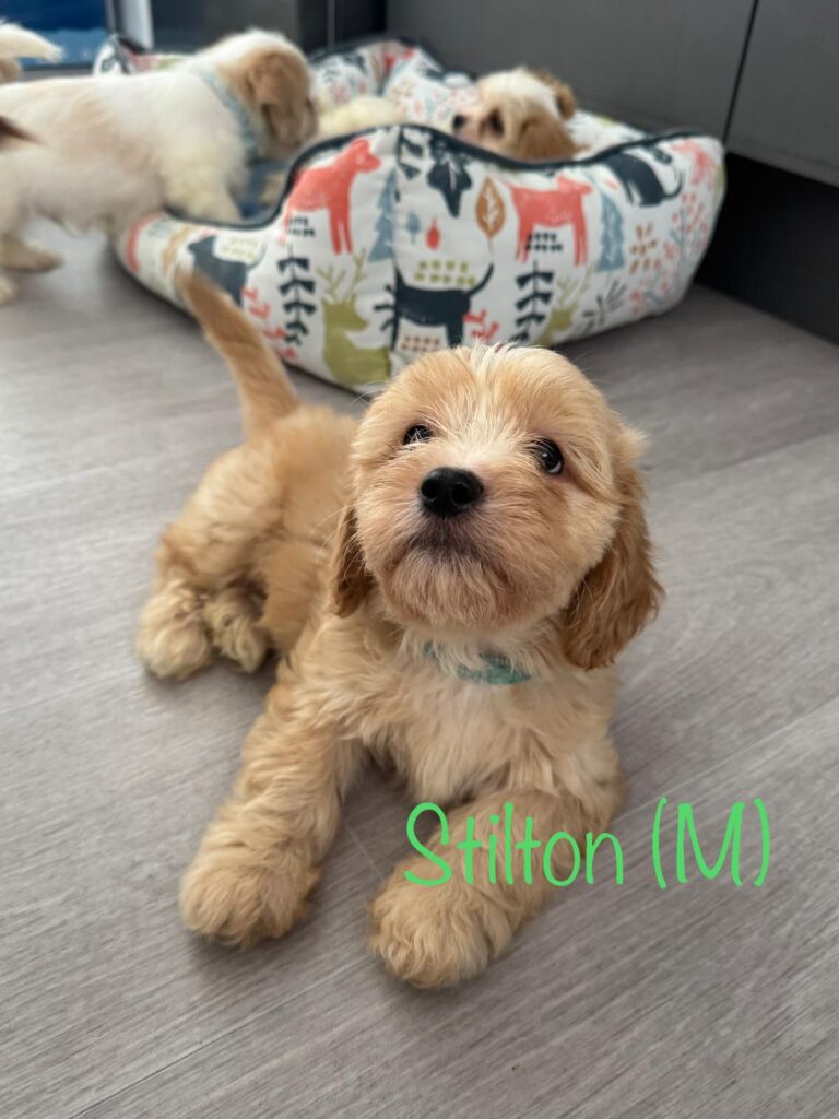 Six cheese named Spaniel Poodle puppies Stilton Halloumi Cheddar Camembert Mozzarella and Parmesan have found new homes after the RSPCA received over 1600 adoption applications.