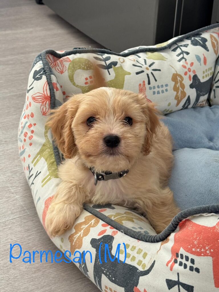 Six cheese named Spaniel Poodle puppies Stilton Halloumi Cheddar Camembert Mozzarella and Parmesan have found new homes after the RSPCA received over 1600 adoption applications.