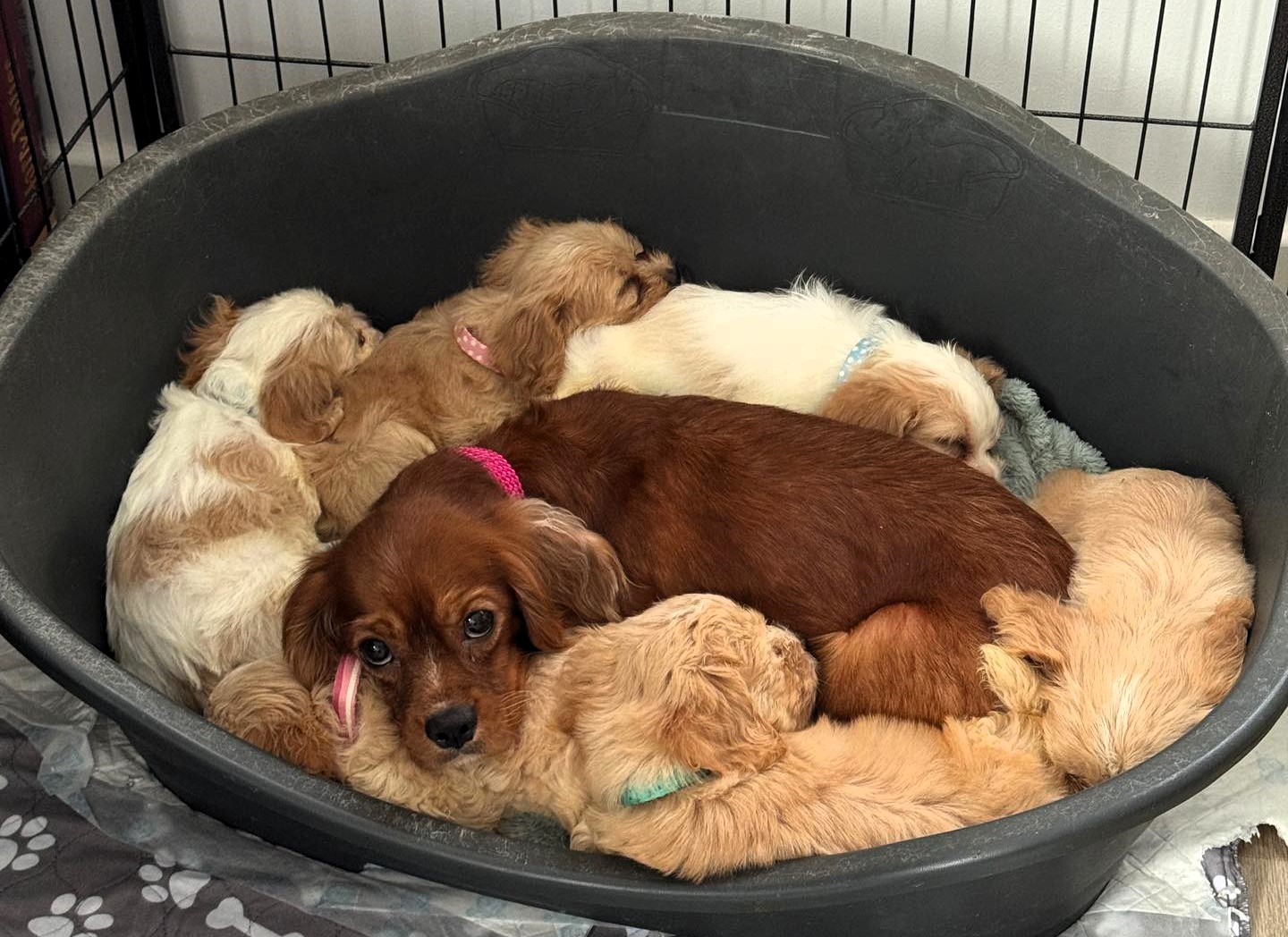 Six cheese named Spaniel Poodle puppies Stilton Halloumi Cheddar Camembert Mozzarella and Parmesan have found new homes after the RSPCA received over 1600 adoption applications.