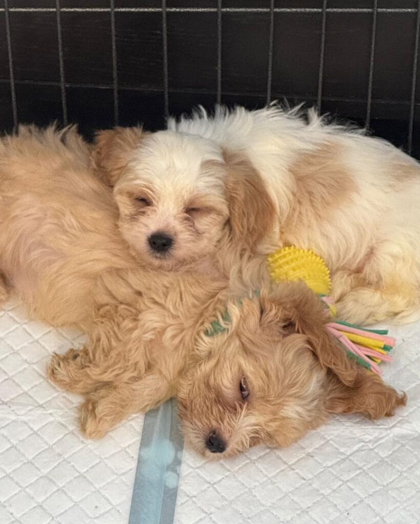 Six cheese named Spaniel Poodle puppies Stilton Halloumi Cheddar Camembert Mozzarella and Parmesan have found new homes after the RSPCA received over 1600 adoption applications.