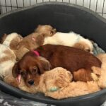 Six cheese named Spaniel Poodle puppies Stilton Halloumi Cheddar Camembert Mozzarella and Parmesan have found new homes after the RSPCA received over 1600 adoption applications.