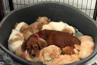 Six cheese named Spaniel Poodle puppies Stilton Halloumi Cheddar Camembert Mozzarella and Parmesan have found new homes after the RSPCA received over 1600 adoption applications.