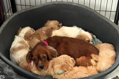 Six cheese named Spaniel Poodle puppies Stilton Halloumi Cheddar Camembert Mozzarella and Parmesan have found new homes after the RSPCA received over 1600 adoption applications.