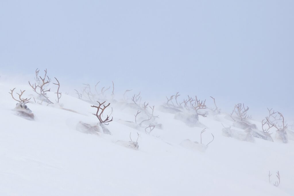 Joy Kachina from Tasmania has been named Photographer of the Year at the Natural Landscape Photo Awards 2025 for a stunning tree portfolio, while Margrit Schwarz won Photograph of the Year.