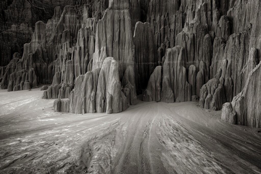 Joy Kachina from Tasmania has been named Photographer of the Year at the Natural Landscape Photo Awards 2025 for a stunning tree portfolio, while Margrit Schwarz won Photograph of the Year.