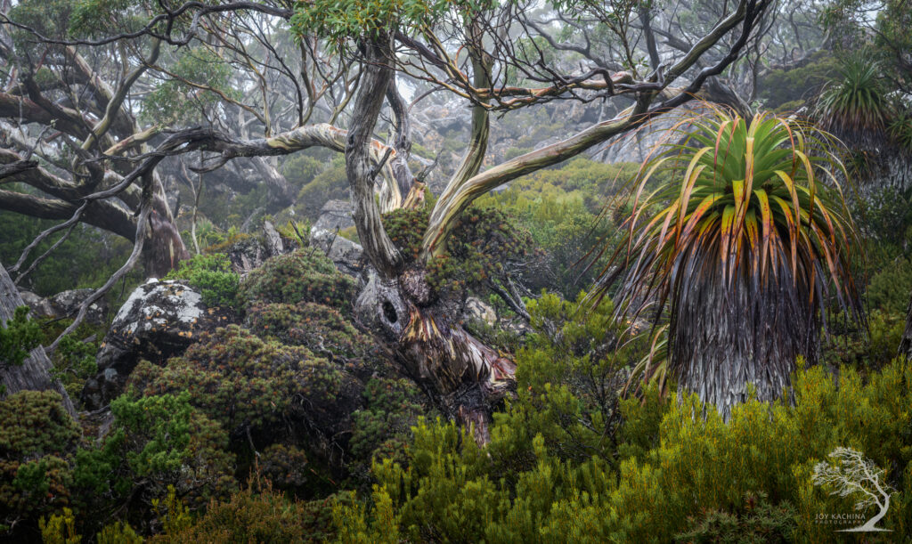 Joy Kachina from Tasmania has been named Photographer of the Year at the Natural Landscape Photo Awards 2025 for a stunning tree portfolio, while Margrit Schwarz won Photograph of the Year.