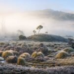 Joy Kachina from Tasmania has been named Photographer of the Year at the Natural Landscape Photo Awards 2025 for a stunning tree portfolio, while Margrit Schwarz won Photograph of the Year.