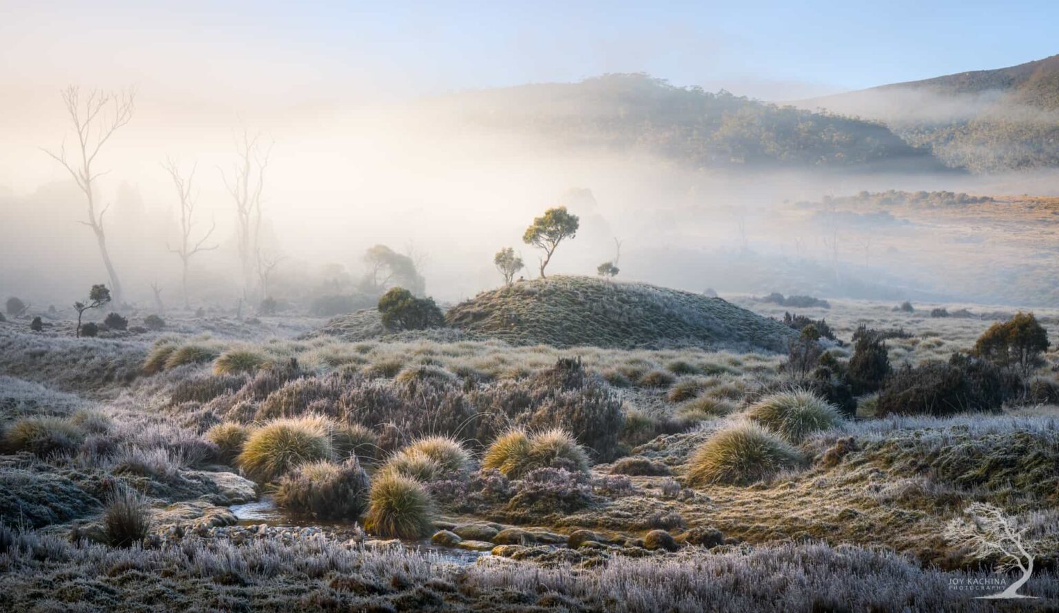 Joy Kachina from Tasmania has been named Photographer of the Year at the Natural Landscape Photo Awards 2025 for a stunning tree portfolio, while Margrit Schwarz won Photograph of the Year.