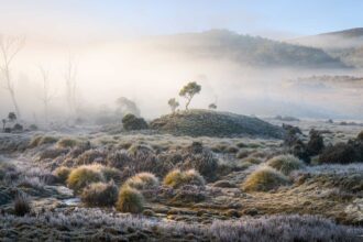Joy Kachina from Tasmania has been named Photographer of the Year at the Natural Landscape Photo Awards 2025 for a stunning tree portfolio, while Margrit Schwarz won Photograph of the Year.