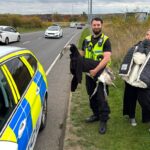 Police in Peterborough staged a real-life Hot Fuzz moment, chasing and rescuing a rogue swan that blocked traffic before safely relocating it to a nearby lake.