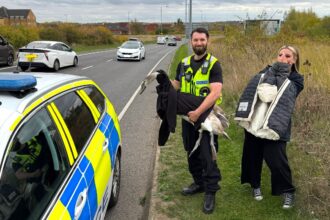 Police in Peterborough staged a real-life Hot Fuzz moment, chasing and rescuing a rogue swan that blocked traffic before safely relocating it to a nearby lake.