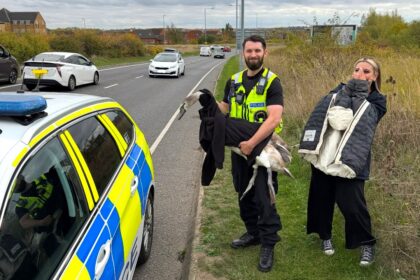 Police in Peterborough staged a real-life Hot Fuzz moment, chasing and rescuing a rogue swan that blocked traffic before safely relocating it to a nearby lake.