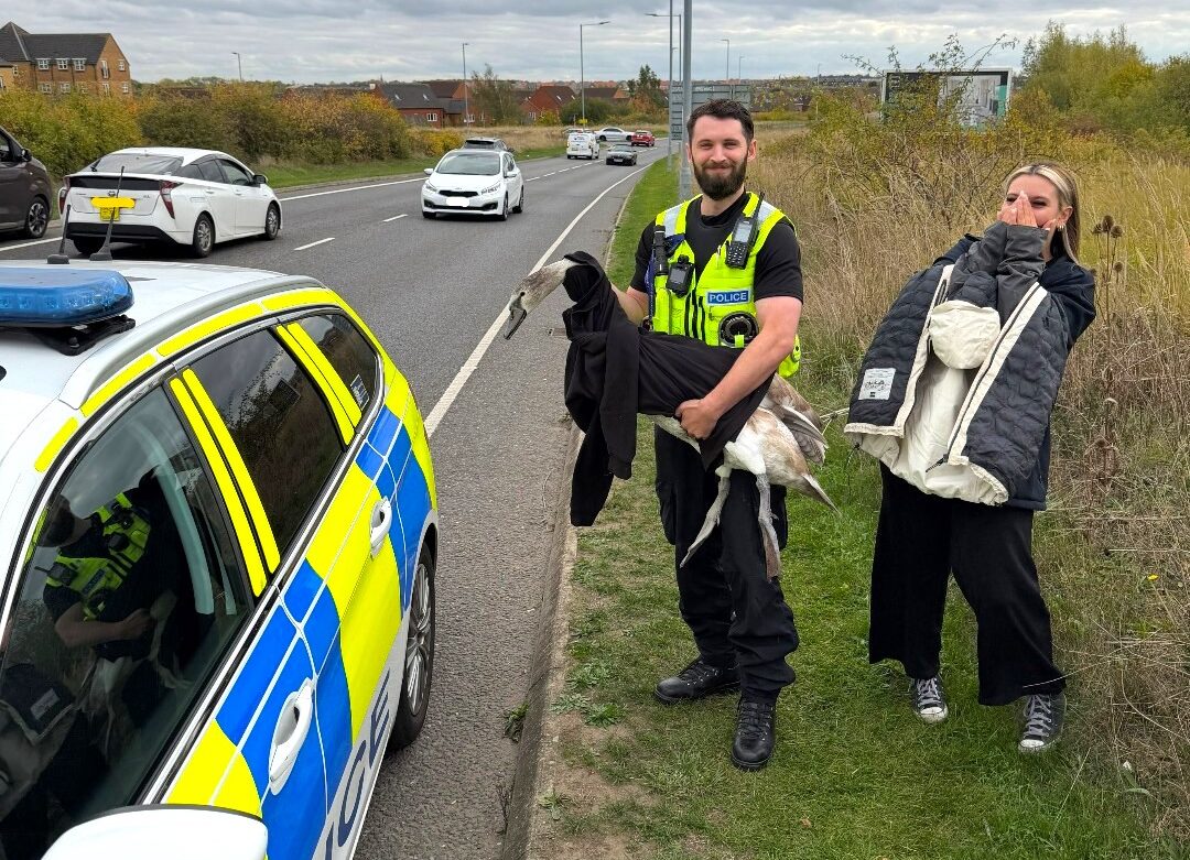 Police in Peterborough staged a real-life Hot Fuzz moment, chasing and rescuing a rogue swan that blocked traffic before safely relocating it to a nearby lake.