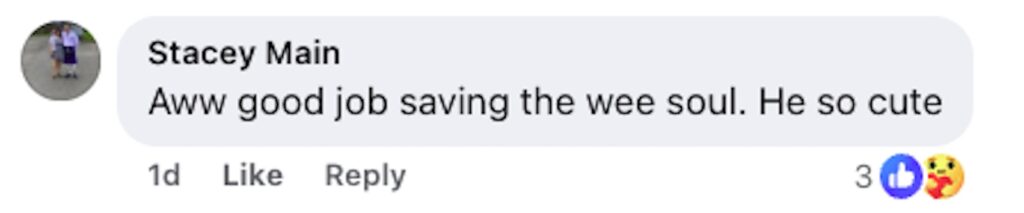 Social media comment on the post of A rescuer saved a tiny hedgehog trapped in a garden fence in Dunfermline, Scotland - carefully sawing through wood to free the frightened creature before rushing it to care.