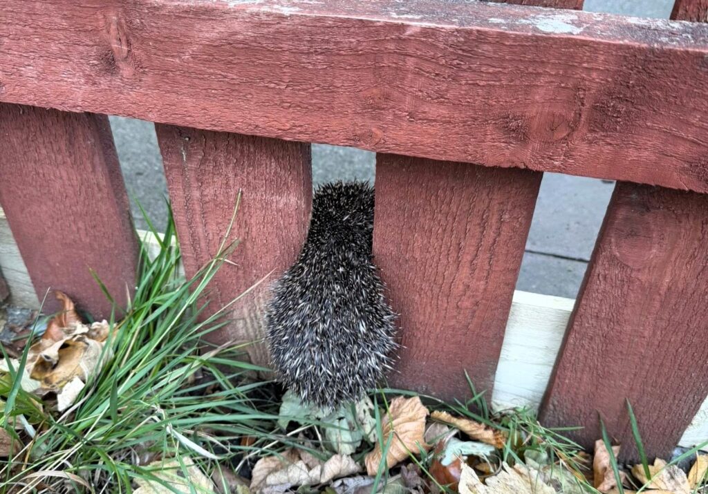 A rescuer saved a tiny hedgehog trapped in a garden fence in Dunfermline, Scotland - carefully sawing through wood to free the frightened creature before rushing it to care.