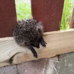 A rescuer saved a tiny hedgehog trapped in a garden fence in Dunfermline, Scotland - carefully sawing through wood to free the frightened creature before rushing it to care.