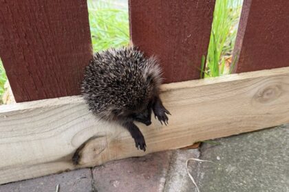 A rescuer saved a tiny hedgehog trapped in a garden fence in Dunfermline, Scotland - carefully sawing through wood to free the frightened creature before rushing it to care.