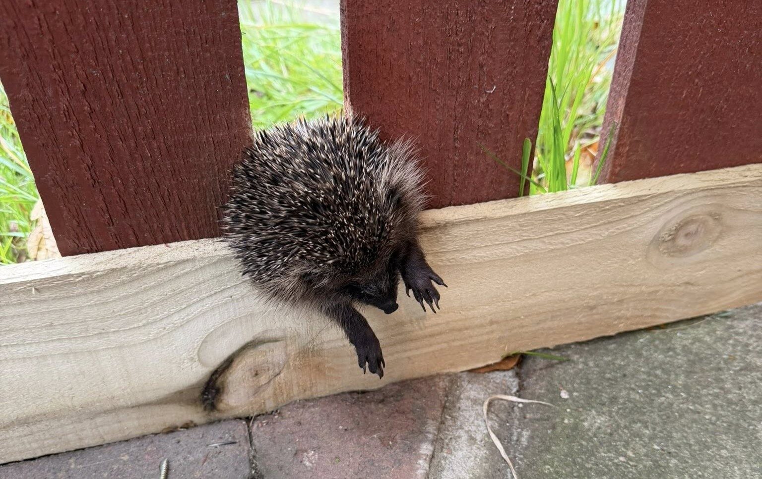 A rescuer saved a tiny hedgehog trapped in a garden fence in Dunfermline, Scotland - carefully sawing through wood to free the frightened creature before rushing it to care.