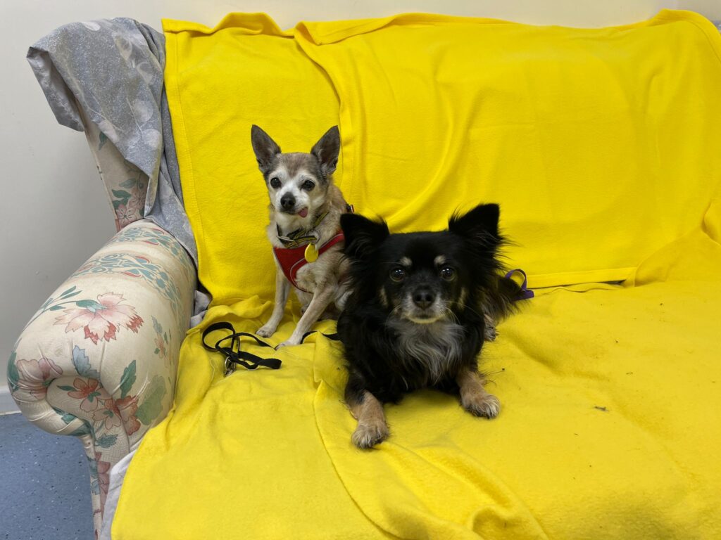Tiny, an 18-year-old Chihuahua believed to be the UK’s oldest unwanted dog, is looking for a new home with his best friend Wilma, nine, through Dogs Trust Salisbury in Wiltshire.