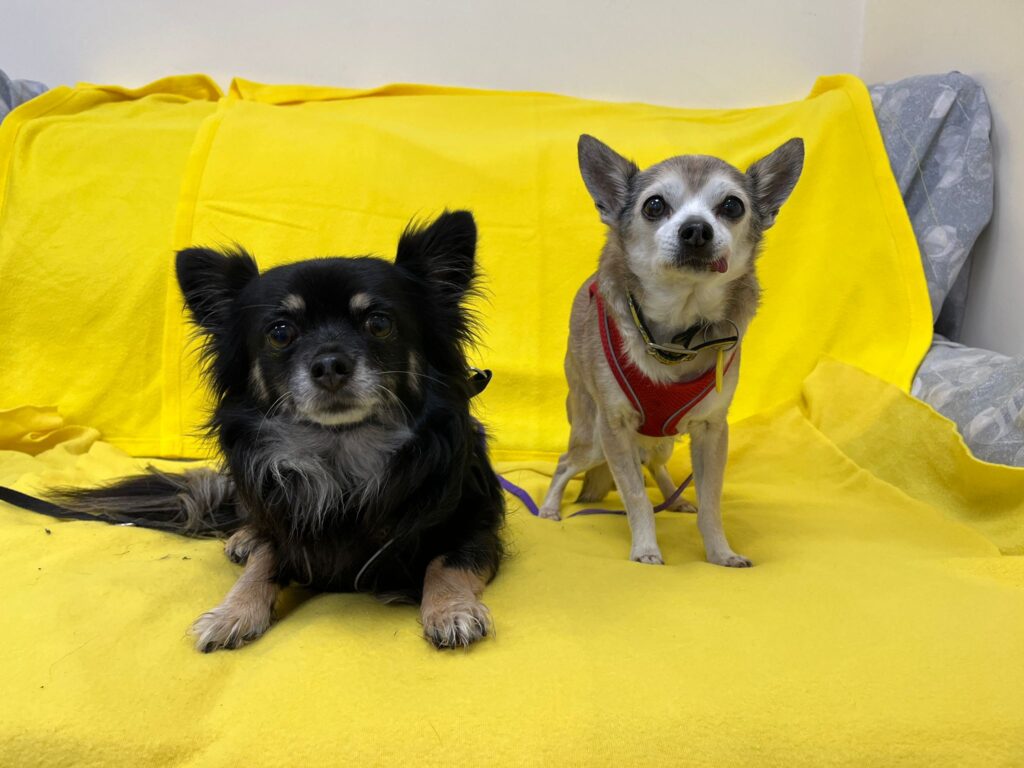 Tiny, an 18-year-old Chihuahua believed to be the UK’s oldest unwanted dog, is looking for a new home with his best friend Wilma, nine, through Dogs Trust Salisbury in Wiltshire.