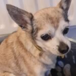 Tiny, an 18-year-old Chihuahua believed to be the UK’s oldest unwanted dog, is looking for a new home with his best friend Wilma, nine, through Dogs Trust Salisbury in Wiltshire.